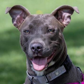 Pit Bull Terrier Dogs Available for Adoption in Detroit, Michigan - ChiChi | PetCurious