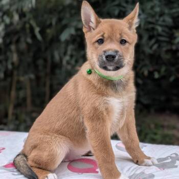 Shiba Inu and Australian Cattle Dog Blue Heeler Dogs Available for Adoption - Bunny 02-2529 | PetCurious
