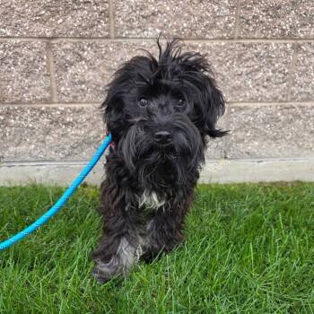 Marv (Biscotti) -  Schnauzer and Mixed Breed Dog for Adoption in Great Falls, Montana - Marv (Biscotti) | PetCurious