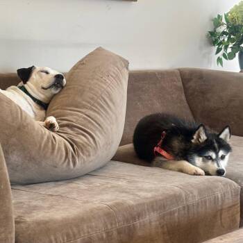 Courage -  Husky and Pomeranian Dog for Adoption in Columbia, Missouri - Courage | PetCurious
