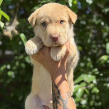 Mixed Breed and None Dogs Available for Adoption in Buffalo, Minnesota - Slip Jack | PetCurious