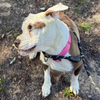 Mixed Breed Dogs Available for Adoption in Columbus, Georgia - Mama Shenanigans 9070 | PetCurious