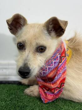 Chihuahua and Border Terrier Dogs Available for Adoption in Carlsbad, California - Goofy | PetCurious