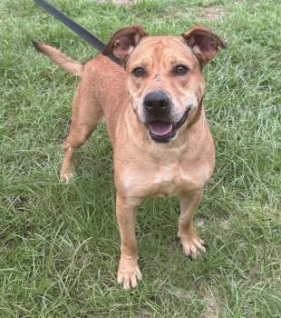 Delta -  Basset Hound and Labrador Retriever Dog Available for Adoption in Troy, Alabama - Delta | PetCurious