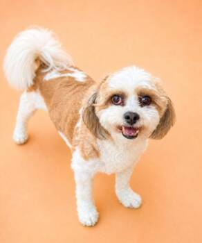 Shih Poo Dogs Available for Adoption in Bedford Hills, New York - Andy Is A Dorky Goof Shih Poo Bundle Of Fun - VIDEOS | PetCurious