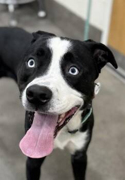 Pit Bull Terrier Dogs Available for Adoption - REX | PetCurious