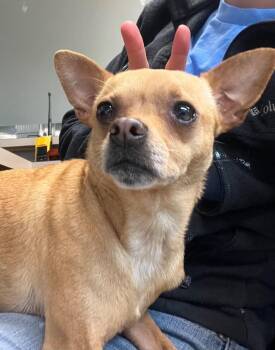Chihuahua Dogs Available for Adoption in Nacogdoches, Texas - Lana | PetCurious