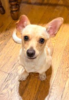 Calvin -  Chihuahua Dog for Adoption in New London, Wisconsin - Calvin | PetCurious