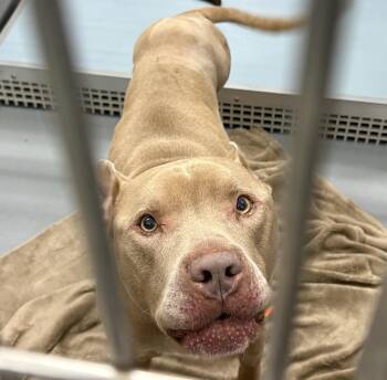 Yamal -  American Staffordshire Terrier Dog for Adoption in Ashland, Virginia - Yamal | PetCurious