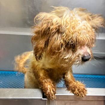 Mixed Breed Dogs Available for Adoption in Columbus, Georgia - 04/25/2026-Stray-SteamMillRoad | PetCurious