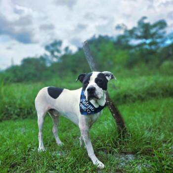 Turbo -  Mixed Breed Dog for Adoption in Port Charlotte, Florida - Turbo | PetCurious