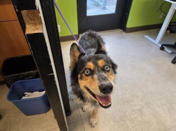 BOW -  Husky and Catahoula Leopard Dog Dog for Adoption in Kent, Washington - BOW | PetCurious