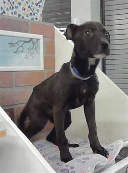 Labrador Retriever and Mixed Breed Dogs Available for Adoption - BONITA | PetCurious