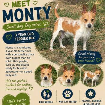 Monty-CS-26-14744 -  Jack Russell Terrier Dog for Adoption in Anahuac, Texas - Monty-CS-26-14744 | PetCurious