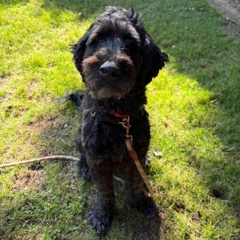 Stout -  Poodle and Mixed Breed Dog for Adoption in Woodinville, Washington - Stout | PetCurious