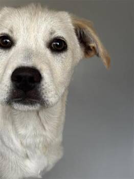 Labrador Retriever and Mixed Breed Dogs Available for Adoption - A651319 | PetCurious
