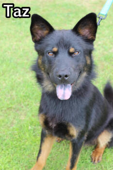 Rescue Australian Kelpie Dogs for Adoption in Tulsa, Oklahoma - Taz | PetCurious