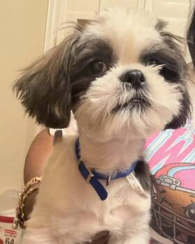 Biscuit -  Shih Tzu Dog for Adoption in Las Vegas, Nevada - Biscuit | PetCurious