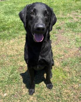 Cracknell / Cedric -  Labrador Retriever Dog Available for Adoption in Broomfield, Colorado - Cracknell / Cedric | PetCurious