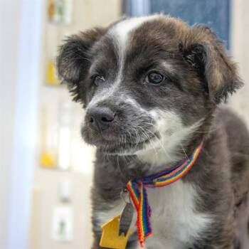 Australian Cattle Dog Blue Heeler and Mixed Breed Dogs Available for Adoption in St. Louis, Missouri - CASHMERE | PetCurious