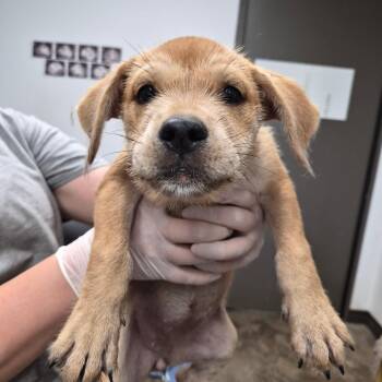 Puzzle -  Terrier and Mixed Breed Dog for Adoption in Cleveland, Mississippi - Puzzle | PetCurious