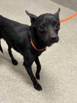 TORO -  Chihuahua Dog for Adoption in Las Vegas, Nevada - TORO | PetCurious