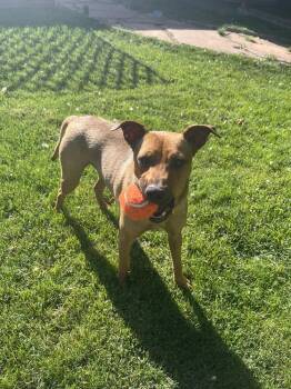 Marty -  Cattle Dog and Shepherd Dog for Adoption in Denver, Colorado - Marty | PetCurious
