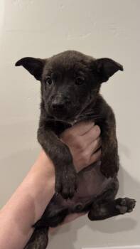 Rescue Dutch Shepherd and Husky Dogs for Adoption in Rio Rancho, New Mexico - Berry | PetCurious