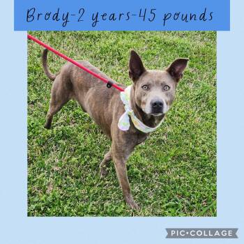 Terrier Dogs Available for Adoption - Brody | PetCurious
