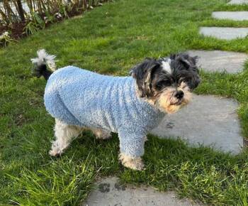 Nixon -  Shih Tzu Dog Available for Adoption in Nantucket, Massachusetts - Nixon | PetCurious