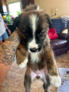 Anda #5261 -  Australian Shepherd Dog for Adoption in Ontario, California - Anda #5261 | PetCurious