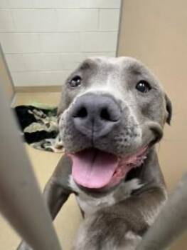 Roxanne -  Mixed Breed Dog for Adoption in Longmont, Colorado - Roxanne | PetCurious