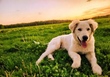 Roch -  Great Pyrenees and Labrador Retriever Dog Available for Adoption in Effingham, Illinois - Roch | PetCurious