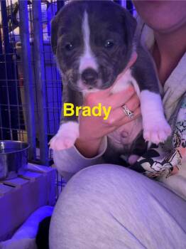 Rescue Pit Bull Terrier Dogs for Adoption in Belleville, Michigan - Brady | PetCurious