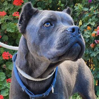 Rescue Cane Corso Dogs for Adoption in Burbank, California - Sparrow | PetCurious