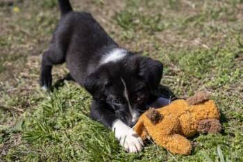 Mixed Breed Dogs Available for Adoption in West Chester, Pennsylvania - Spider | PetCurious