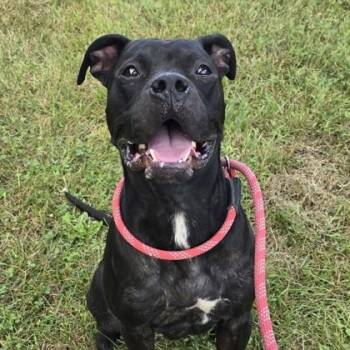 Rescue Boxer Dogs for Adoption in Philadelphia, Pennsylvania - Cyrus | PetCurious