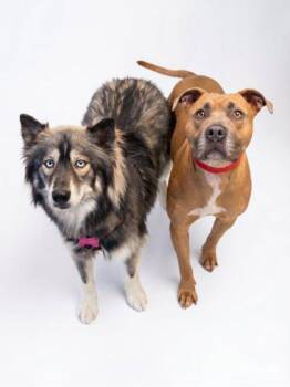Aspen -  Siberian Husky and Mixed Breed Dog for Adoption in Bowling Green, Kentucky - Aspen | PetCurious
