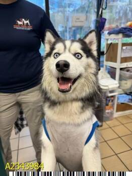 HONEY -  Mixed Breed Dog for Adoption in West Palm Beach, Florida - HONEY | PetCurious
