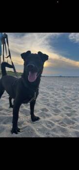 Chihuahua and Miniature Pinscher Dogs Available for Adoption in Randolph, Massachusetts - Mightly Lil Milo | PetCurious