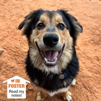 Australian Shepherd Dogs Available for Adoption in Kanab, Utah - Bolt | PetCurious