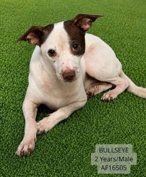 Skippy -  Chihuahua and Mixed Breed Dog for Adoption - Skippy | PetCurious