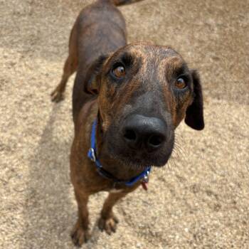 Rex -  Pointer Dog for Adoption in Phoenix, Arizona - Rex | PetCurious