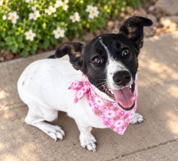 Cookie -  Rat Terrier and Jack Russell Terrier Dog for Adoption in Phoenix, Arizona - Cookie | PetCurious