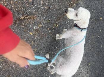 Aldo -  Goldendoodle Dog for Adoption in Louise, Texas - Aldo | PetCurious