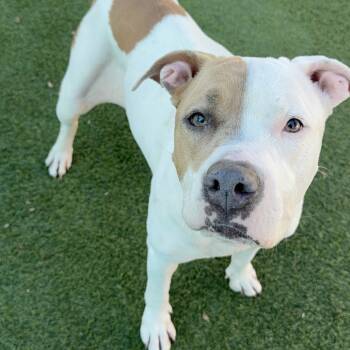 Rescue Pit Bull Terrier Dogs for Adoption in Los Angeles, California - Brenda A2157752 | PetCurious