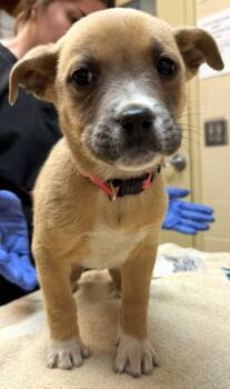 Shepherd and Mixed Breed Dogs Available for Adoption - Ember | PetCurious