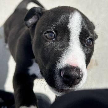 3 Floyds -  Pit Bull Terrier Dog for Adoption in Matteson, Illinois - 3 Floyds | PetCurious