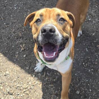 Moose -  Mixed Breed Dog for Adoption in Sonoma, California - Moose | PetCurious