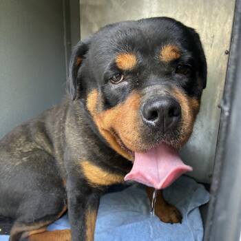 Cosmo -  Rottweiler Dog for Adoption in Greensboro, North Carolina - Cosmo | PetCurious